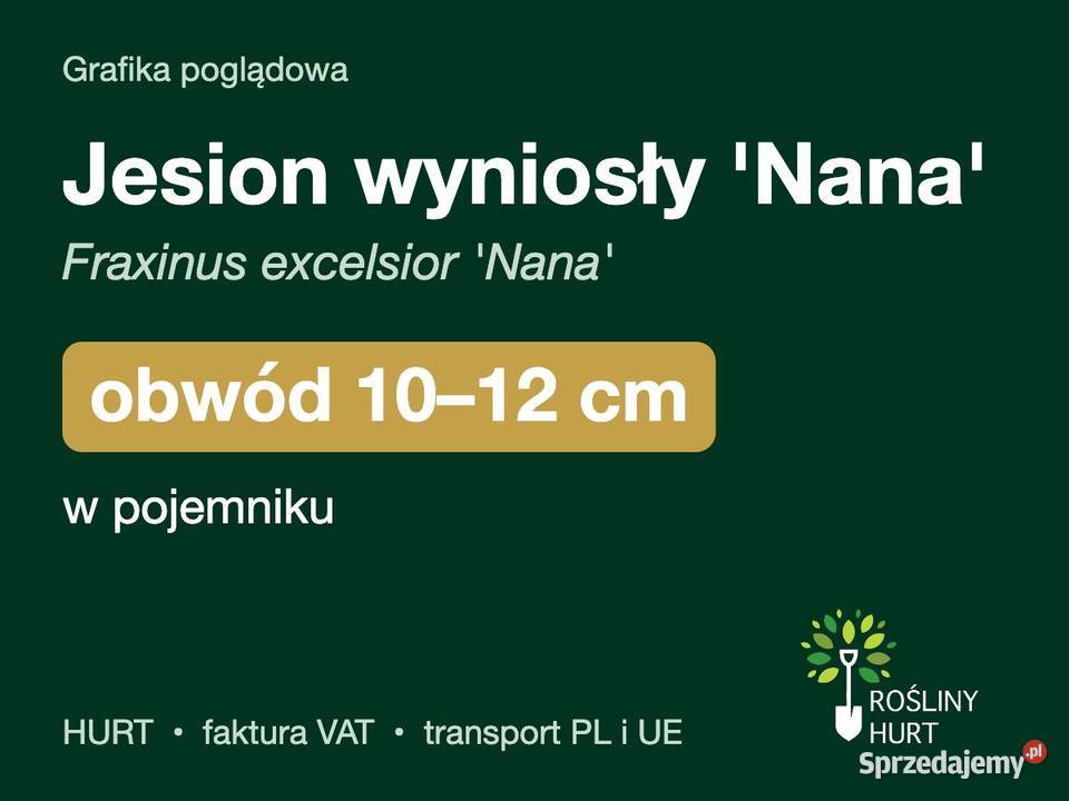 Jesion wyniosły Nana obwód 1012 w pojemniku HURT sprzedam