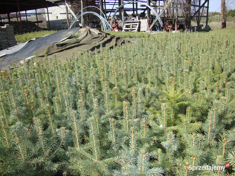 świerk srebrny doniczka Podole