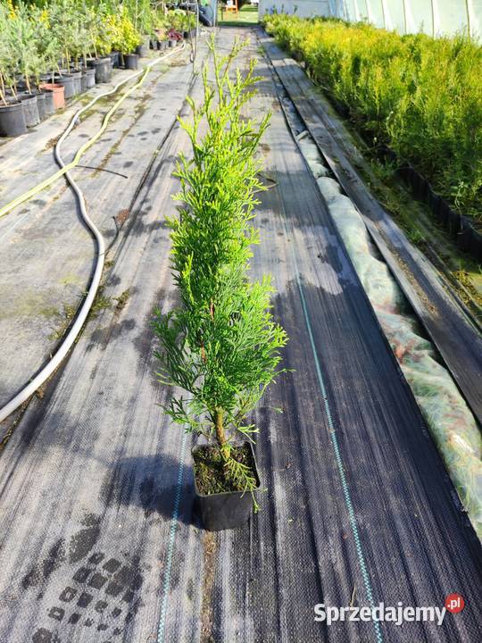 Tuja Szmaragd 50 Witkowo Drugie