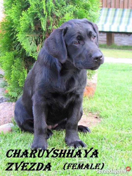Sprzedawane szczenięta labrador rodzicówmistrzów lubelskie Lublin