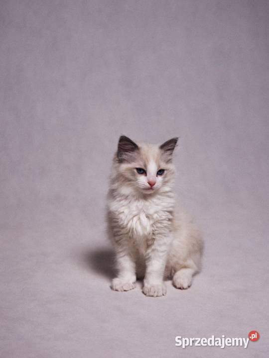 kocurek RAGDOLL blue bicolor rodowód Skierniewice