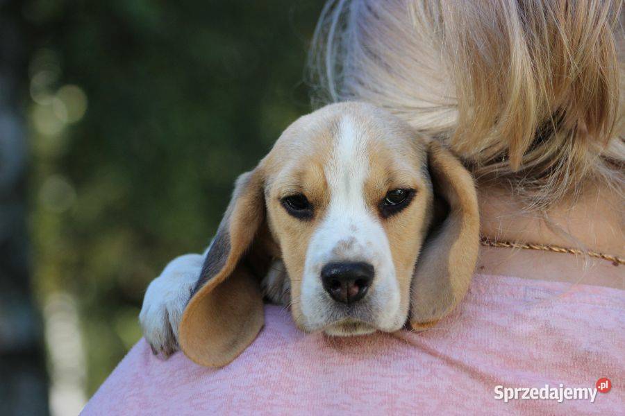 Beagle Panny do wzięcia ZKwPFCI Champione Polski Beagle Aleksandria
