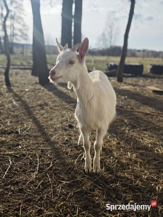 Sprzedam koziołki i kózki Nowy Kawęczyn