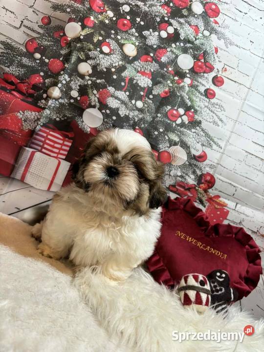 ShihTzu przepiękny gotowy do odbioru