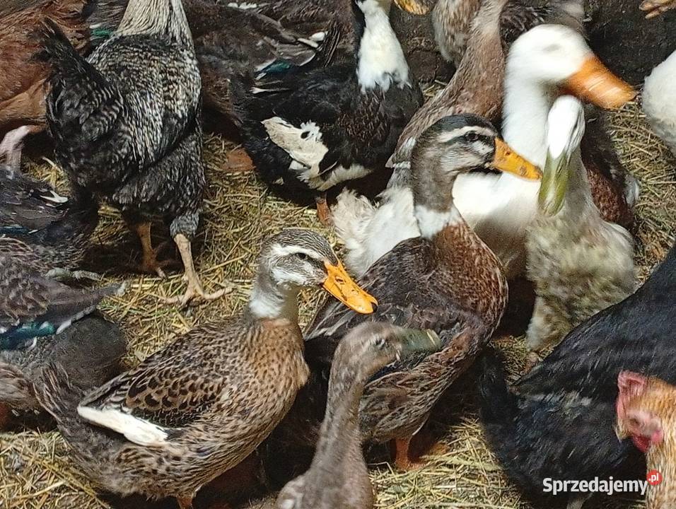 Kaczki staropolskie Nowy Sącz
