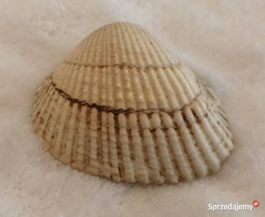 Muszla 35 68 Kreatywne śląskie Czeladź