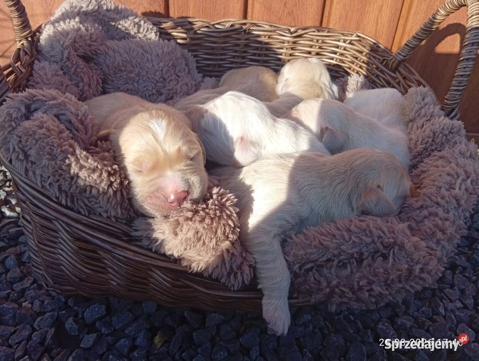 Golden retriever szczeniaki pieski Rusinowo