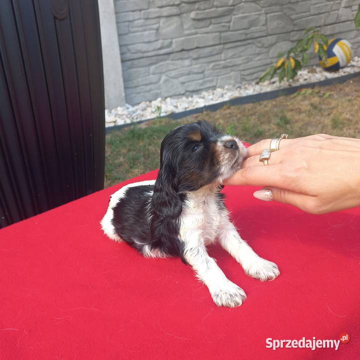 Cocker Spaniel Angielski Suczka wielkopolskie Jutrosin