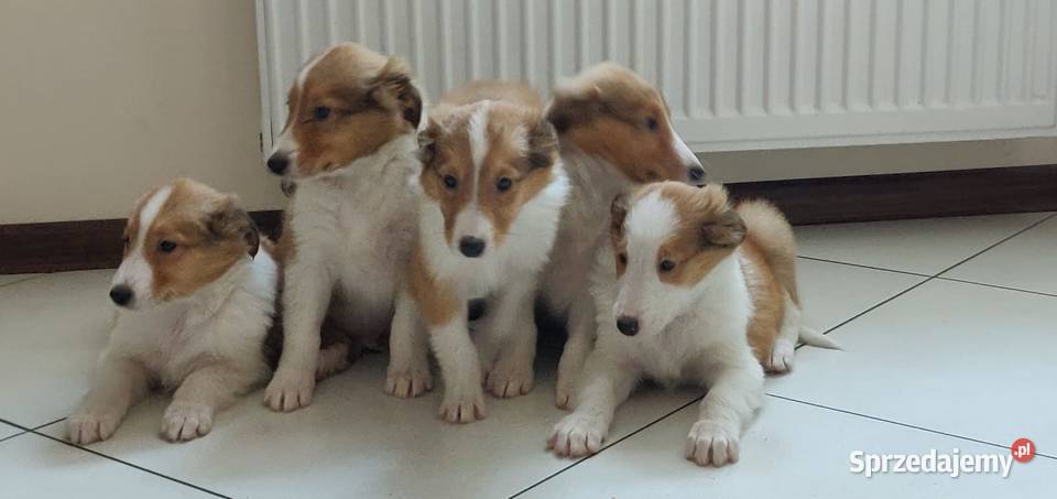 Owczarek Szkocki Collie lessie szczenięta Ostrzeszów