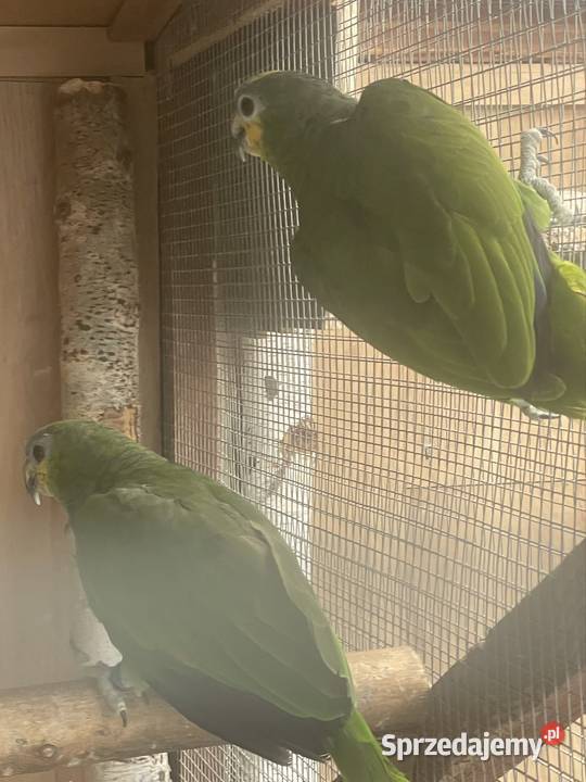 Amazonka Mordobrewna Radomsko