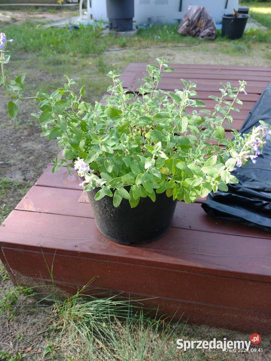 Kocimiętka w doniczce Komornica sprzedam