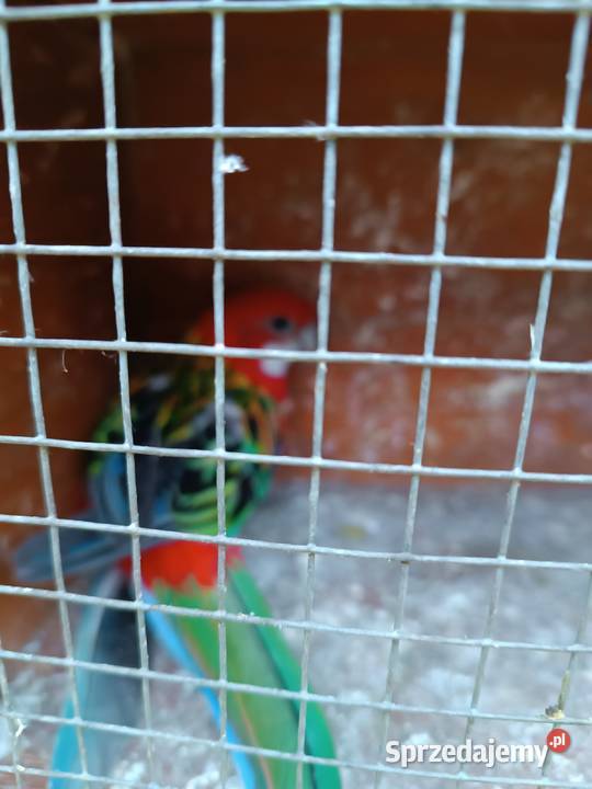 Rozella lutino i rozella białolica czerwona Ptaki Opole