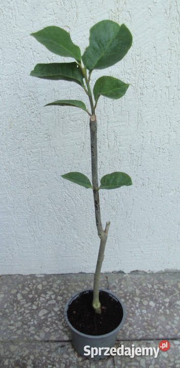 MAGNOLIA BLACK TULIP sadzonki w doniczkach Liściaste Ustronie