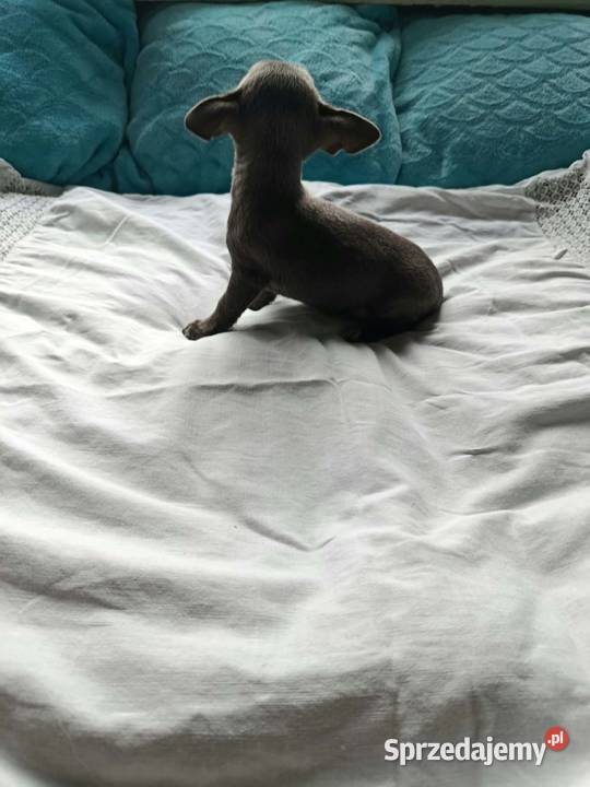 Śliczna szara suczka Chihuahua szuka kochającego Płońsk