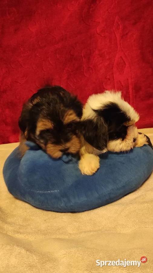 Śliczne suczki York Biewerek z rodowodem Stare Polesie