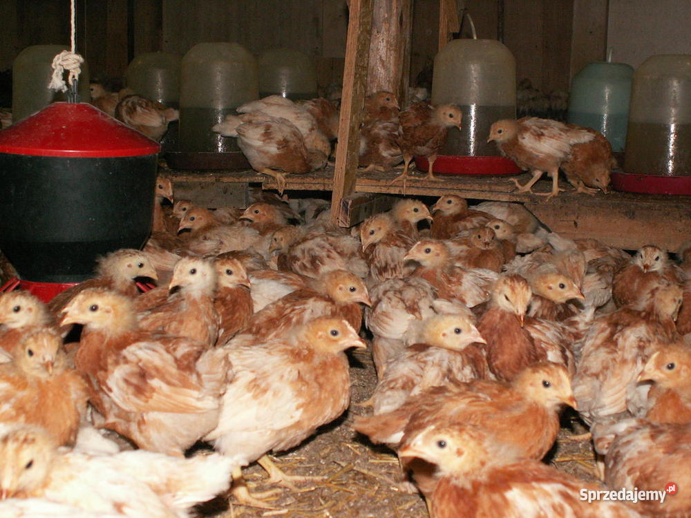 Kury Nioski Warszawa sprzedam