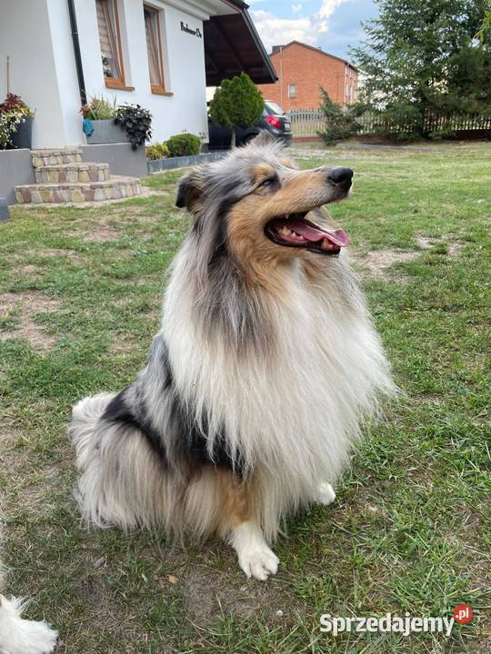 Owczarek szkocki długowłosy FCI Szczerców