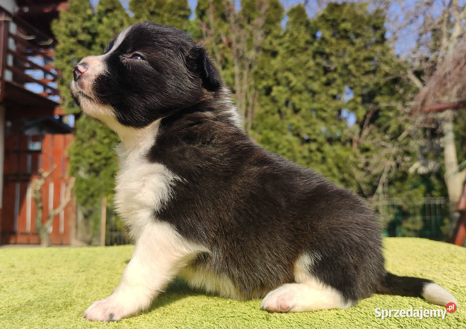 Rasowy Pies Border Collie TEXAS z pełną dok z podkarpackie Iwonicz
