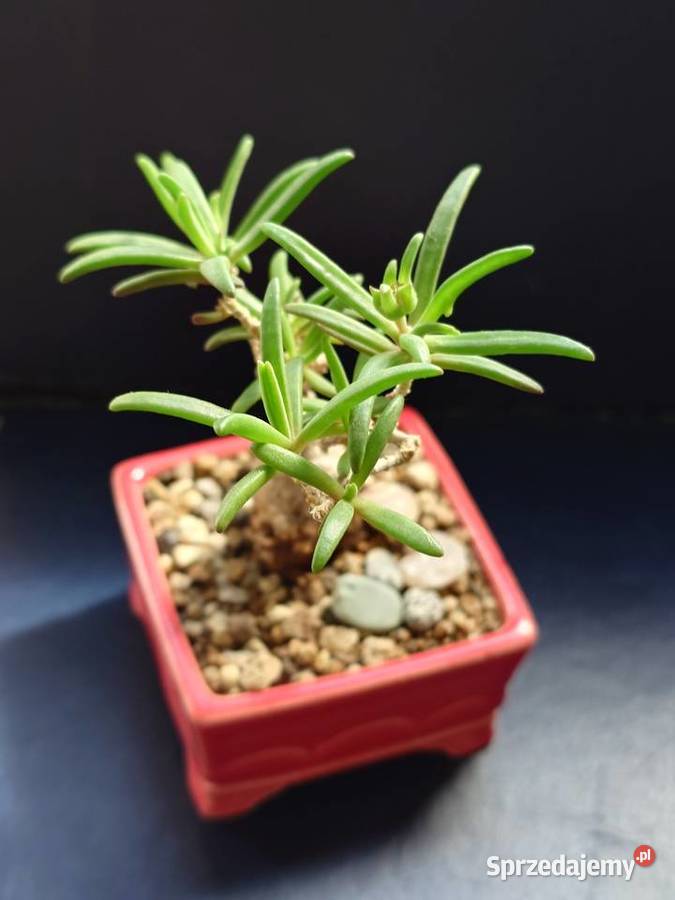 Sukulent bonsai Delosperna bosseranum doniczka Warszawa