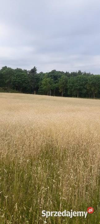 Działki budowlane na sprzedaż Hetmanice sprzedam
