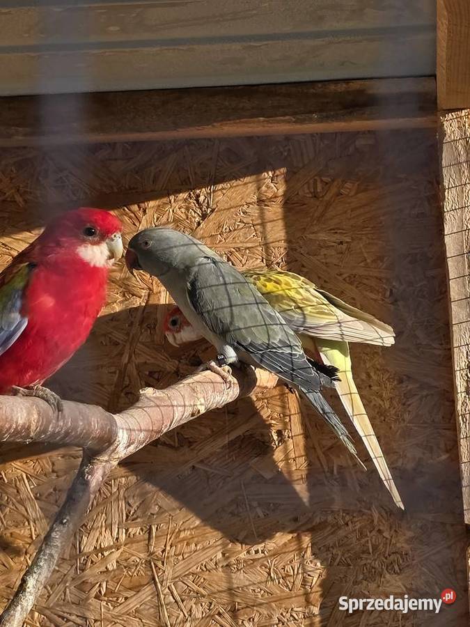 Papugi sprzedam Ptaki Proszowice