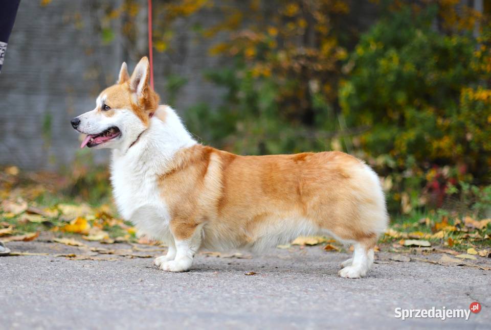 Welsh corgi pembroke Pozostałe Gostynin
