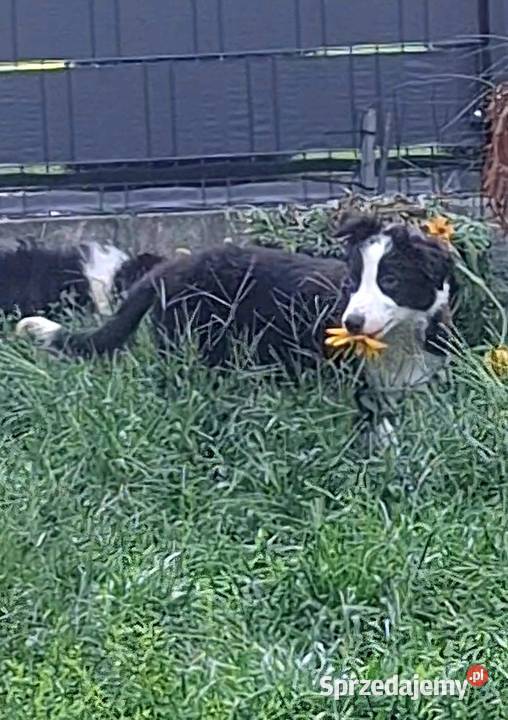 Piękny piesek border collie 5 miesięczny Łódź