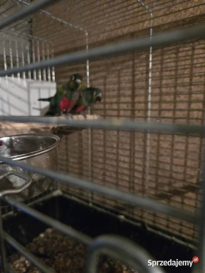 Sprzedam Samca Rudosteki Czerwonobrzucha Łódź