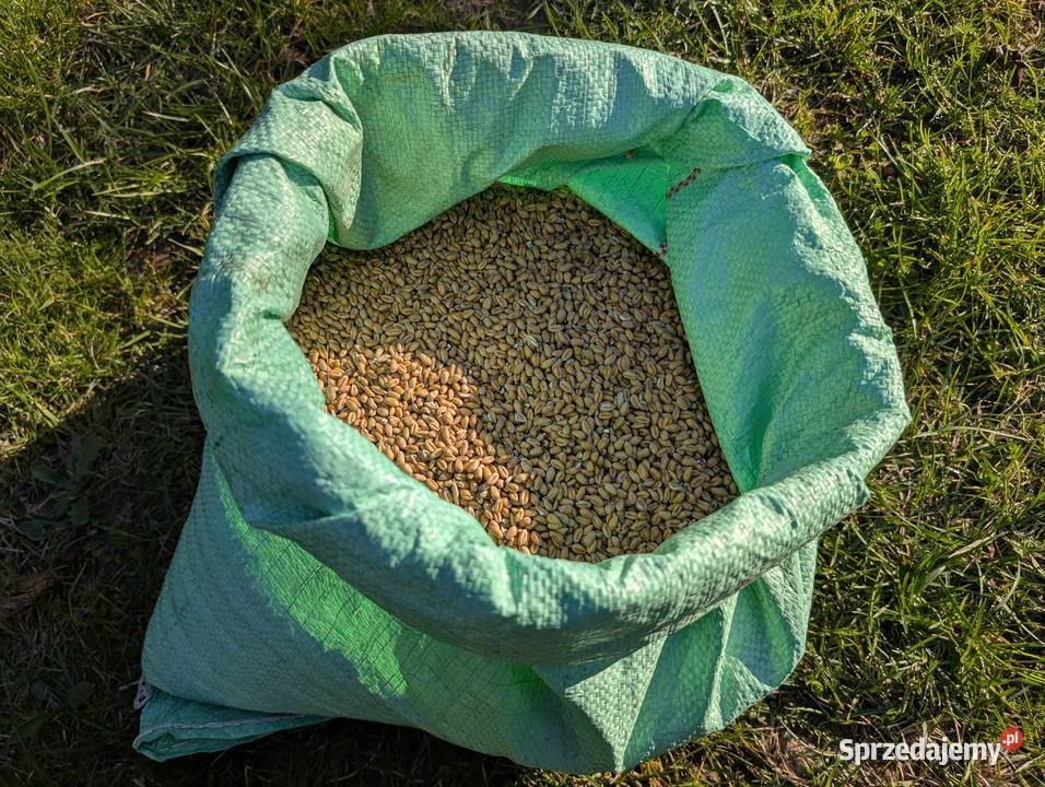 Pszenica ozima ekologiczna Zboża Sobienie-Jeziory