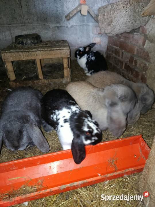 Sprzedam barany francuskie Morawczyna sprzedam