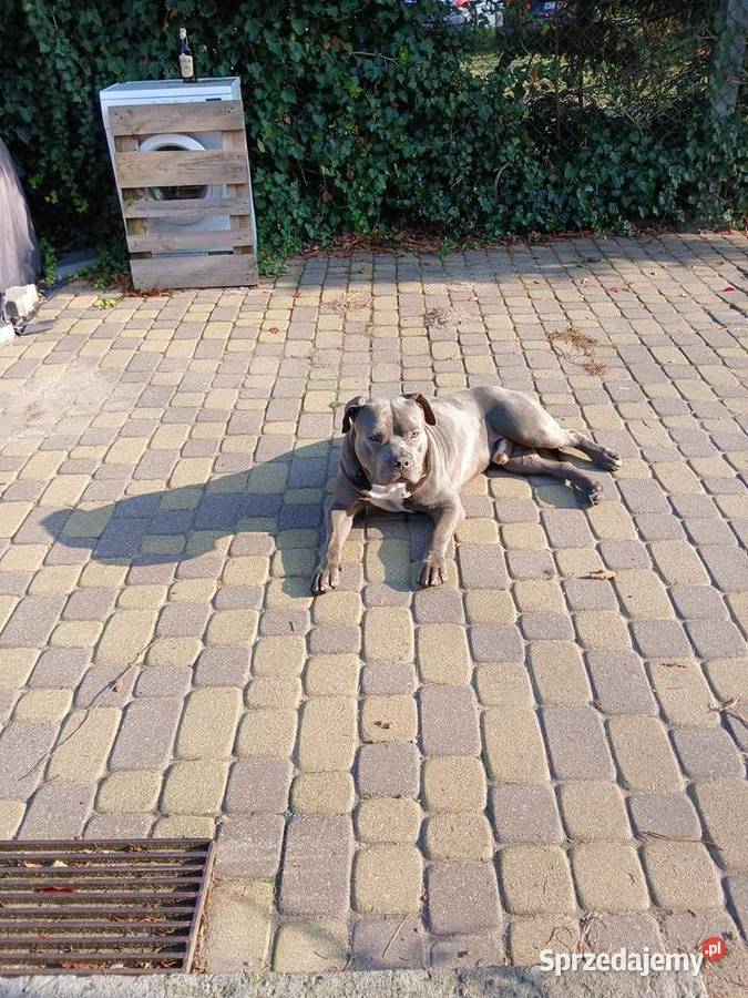 Amstaff blue nose Bydgoszcz