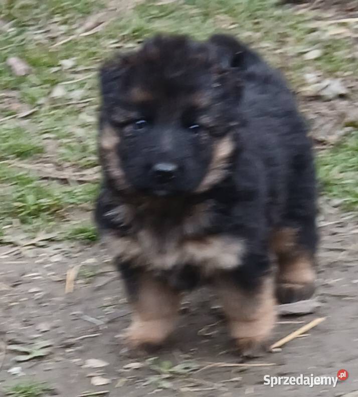Sprzedam szczeniaki rasy owczarek niemiecki Busko-Zdrój