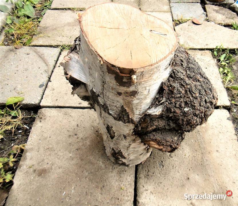 czeczota brzozowa narośl obrzęk odcienie brązowego