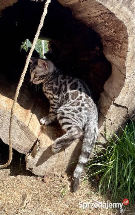 Kocięta bengalskie Gliter Silver Lubliniec sprzedam