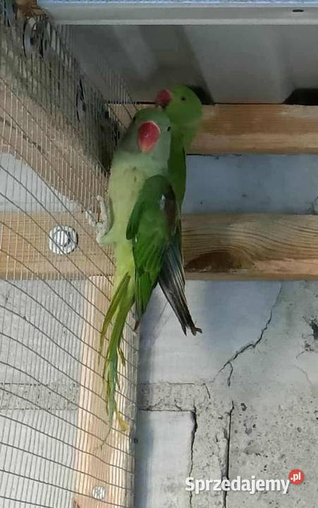 Aleksandretta Wielka Większa Ostroróg