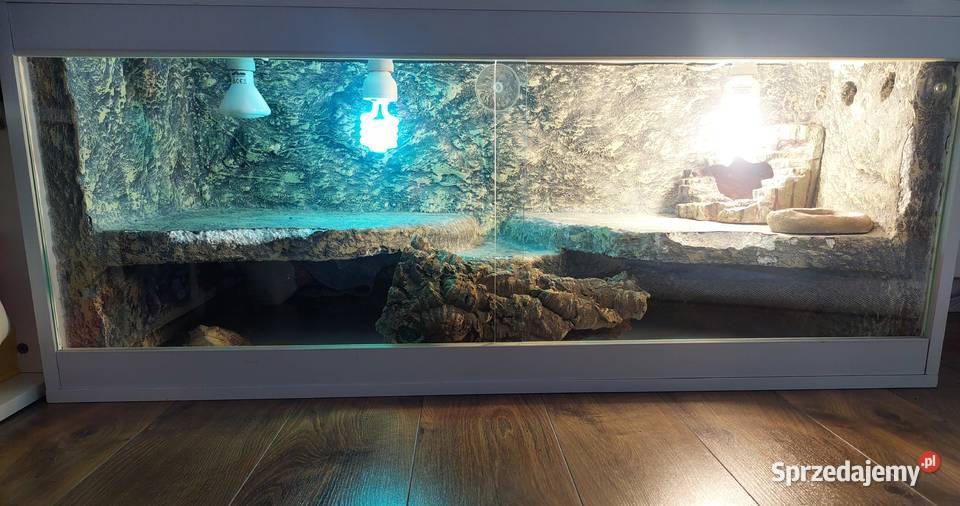 Agama brodata terrarium Frombork