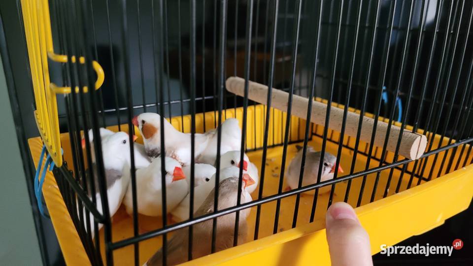 Zeberki młode 2022 mazowieckie Chylice sprzedam