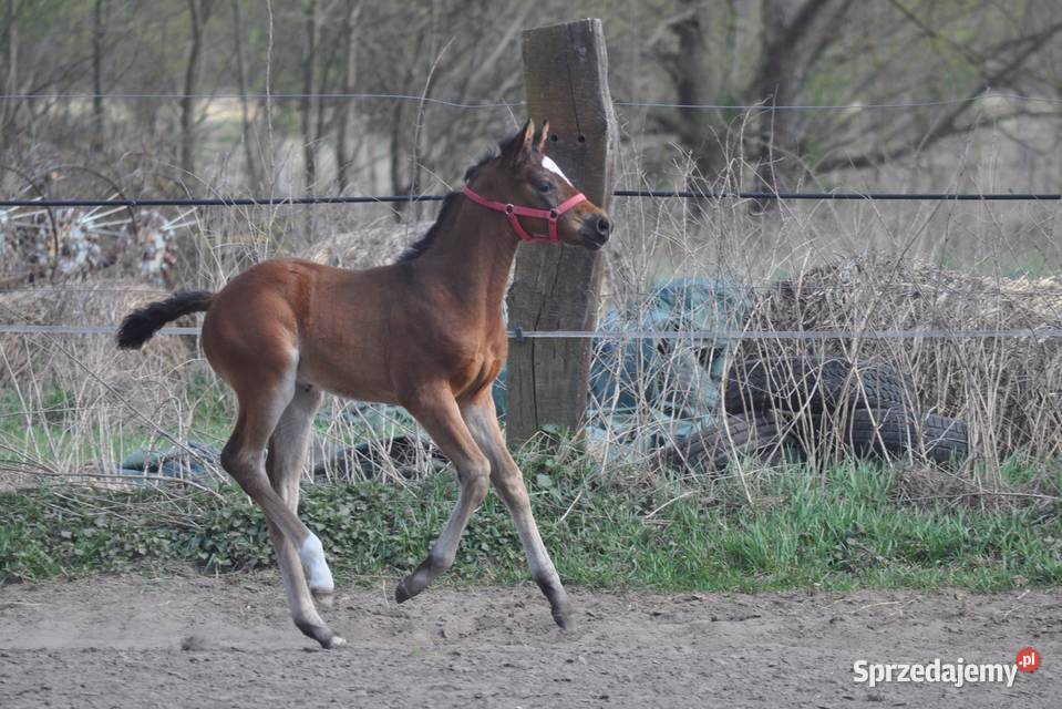 JATAGAN źrebak małopolski Mogielnica