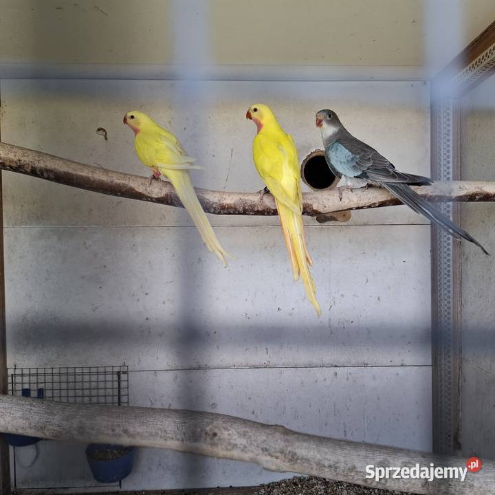 Ksiezniczka walii czerwono skrzydła konura Ostrów Wielkopolski