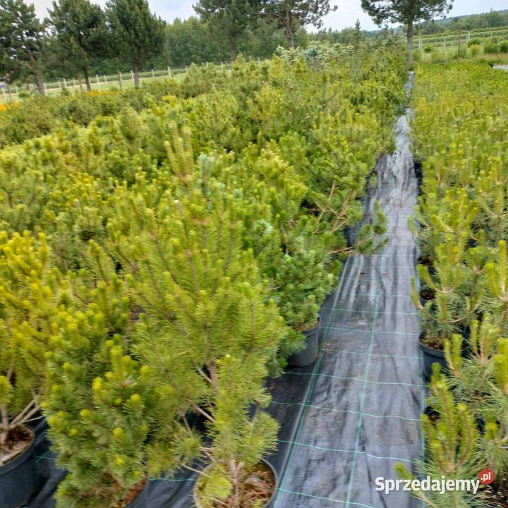 Sosna kosodrzewina pumillio czarna limba Jelitów