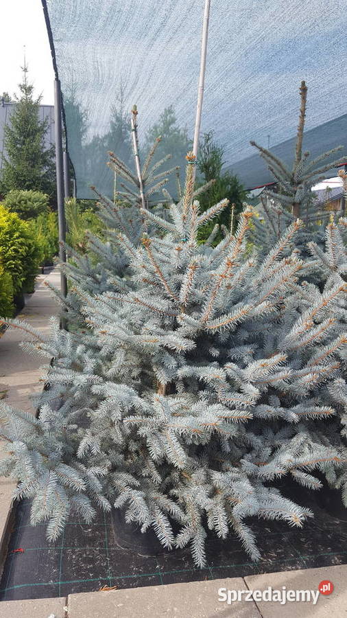 Świerk Glauca Globosa na pniu szczepiony srebrny Rośliny Pabianice