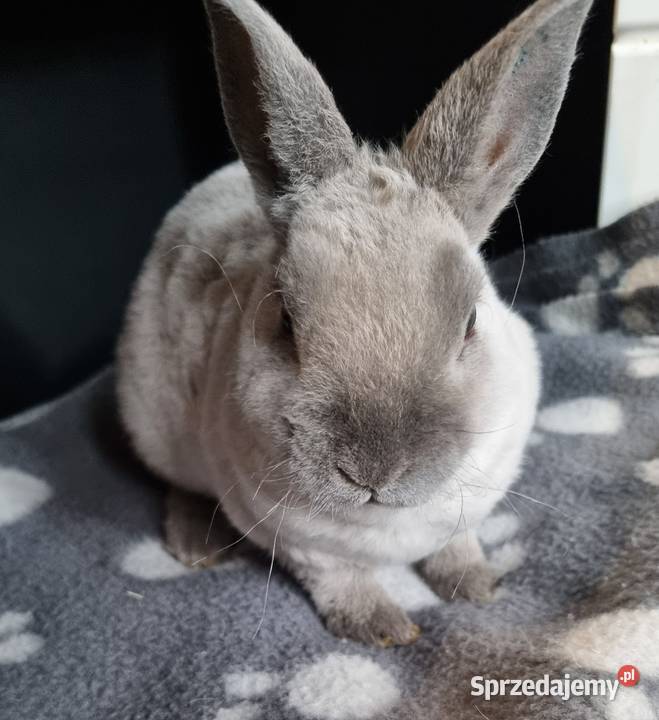 Królik Karzelek Mini Rex trójbarwny śląskie sprzedam