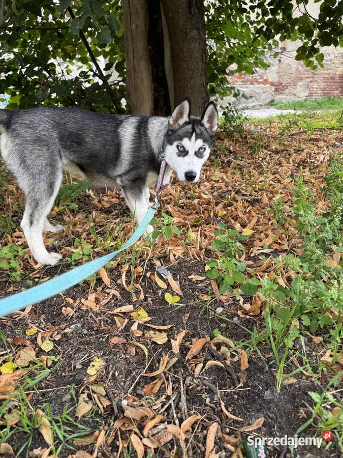 Szczeniak husky syberian Husky Legnica