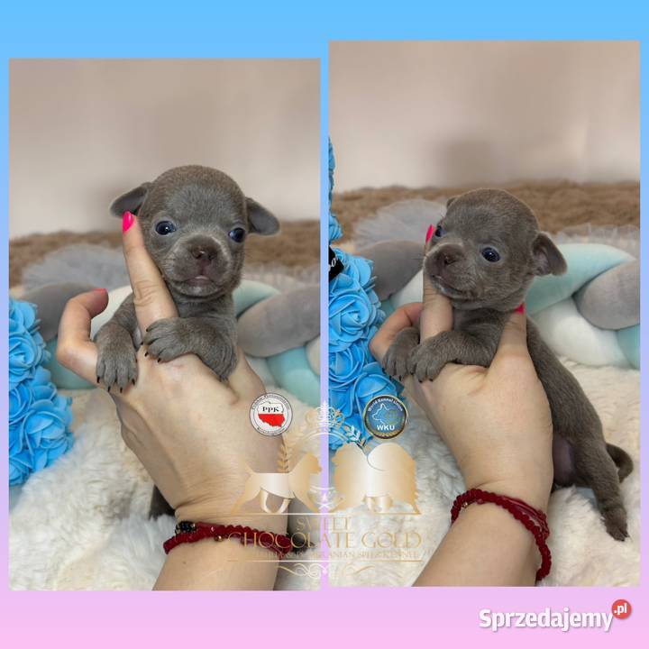 Chihuahua mini piesek krótkowłosy liliowy mini Bełchatów sprzedam