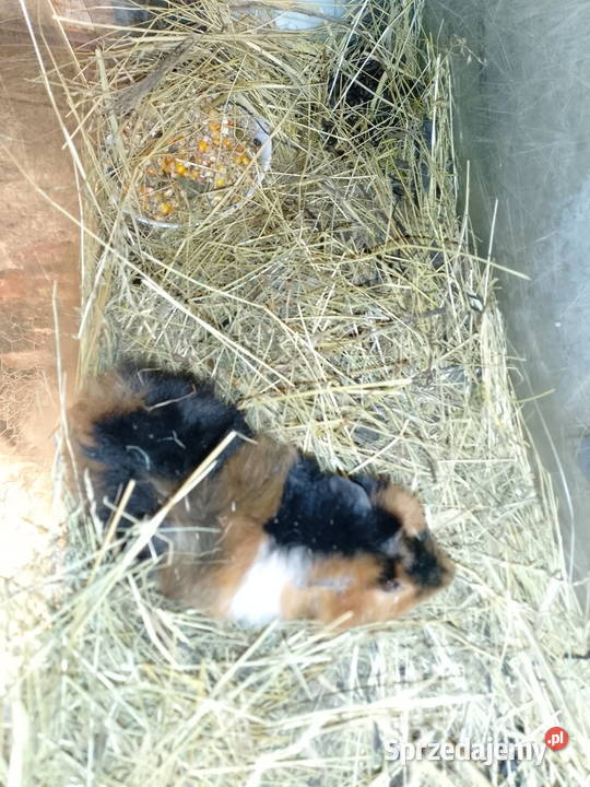 swinka morska Gryzonie Siepraw