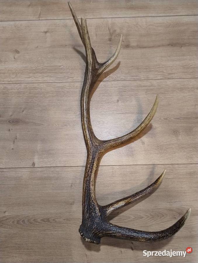 Poroże jelenia Warszawa