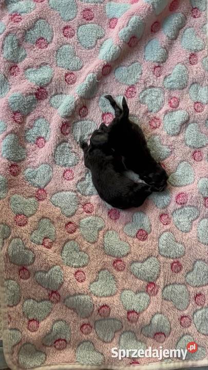 Szpic miniaturowy pomeranian