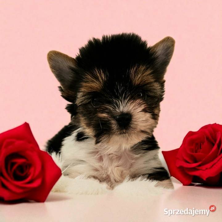 Piękne maleństwo Suczka York Biewer Rodowód Opole