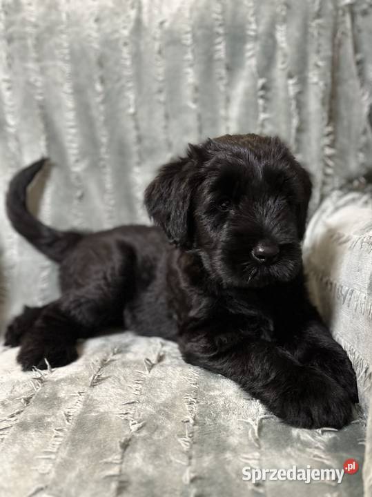 Sznaucer Olbrzym piękna suczka FCI