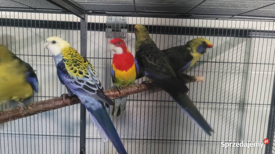 Rozelle kaledońskie